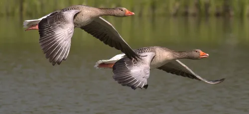 Un cas de grippe aviaire à Pornichet