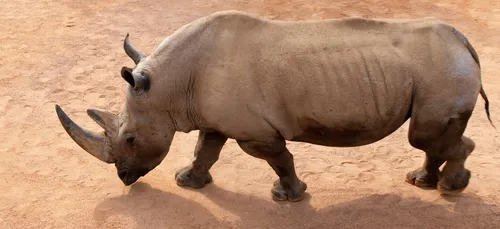 "Ajang" le rhinocéros de Branféré victime d'une crise cardiaque