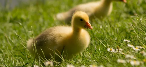 Un nouveau cas de grippe aviaire dans le Morbihan