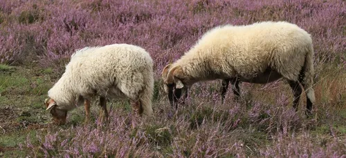 L'éco-pâturage se développe à Hennebont (56)