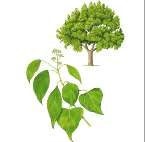 L'HUILE ESSENTIELLE DE RAVINTSARA : INCONTOURNABLE EN HIVER