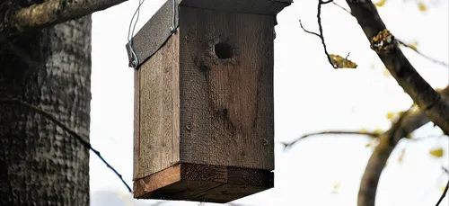 Ateliers fabrication de nichoirs à Scaer.