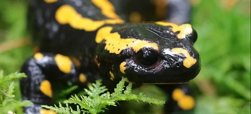 Nature : sauver les amphibiens en fermant la RD 28 en Côtes d'Armor