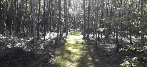 UN CIMETIERE ANIMALIER PRIVE A LANGOLEN DANS LE FINISTERE