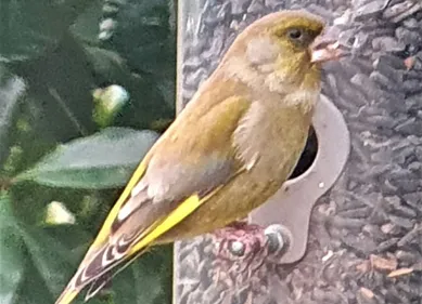 Comptez les oiseaux de votre jardin ce week-end !