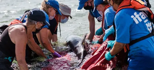 Un pic d'échouages de dauphins en Loire-Atlantique