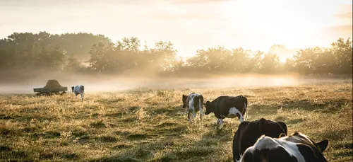 Un cheptel saisi en Côtes d'Armor