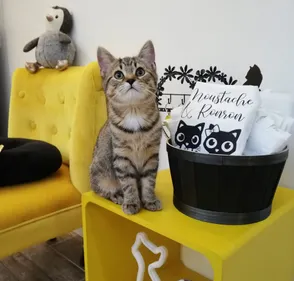 Moustache & Ronron : un hôtel pour chats à Lorient