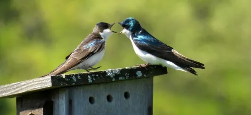 A Plogastel-Saint-Germain (29), travaux reportés pour laisser...