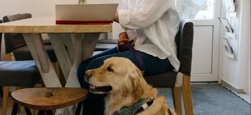 Handi'chiens Bretagne recherche des familles d’accueil