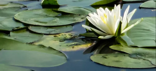 Nature : balade botanique, à la découverte des plantes aquatiques...