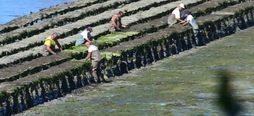 Emploi : lancement de saison en paysage, ostréiculture et...