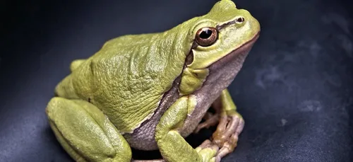 Reconnaissez les chants des amphibiens de la région en 2 minutes !