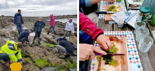 L’ALGO GAME LE 1ER JEU D’ACTION ET DE RÉFLEXION AUTOUR DES ALGUES...