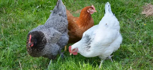 A Rosporden, des poules pondeuses vont échapper à l'abattoir.