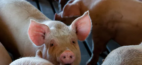 Cartel du jambon : la Cooperl obtient un sursis