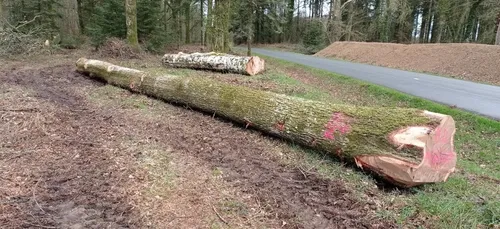 Des chênes bretons au sommet de ND de Paris
