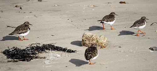 Le gravelot va commencer à nicher sur les plages.