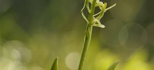 Une orchidée sauvage menacée à Plomeur dans le Sud Finistère.