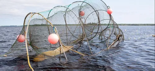 Sandre, silure, brème, carpe