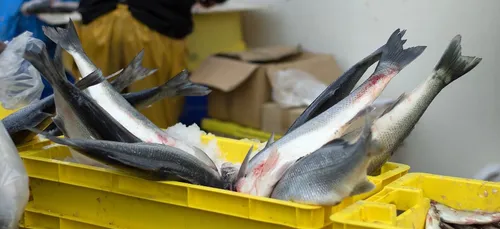 Breizhmer lance une nouvelle plateforme.