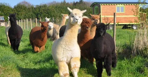 Un élevage d'alpagas à Gourlizon