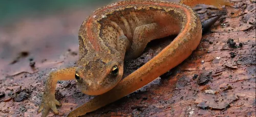 A la découverte du Triton palmé !