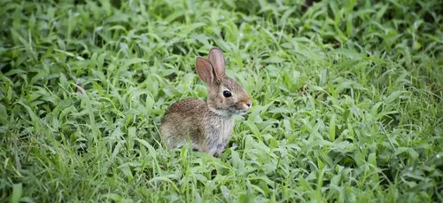 La " Tiny Forest " se développe à Concarneau.