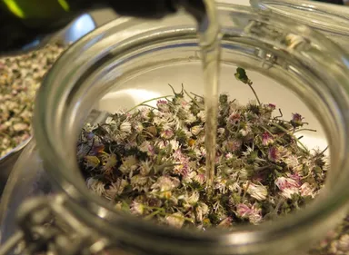 Macérat huileux de pâquerettes à faire vous-mêmes !