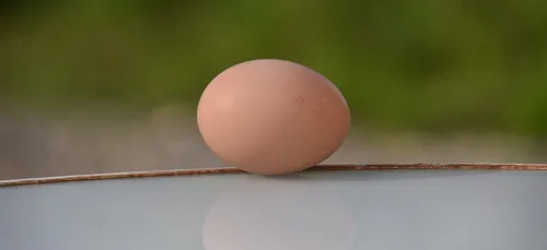 Un oeuf hors norme à Saint-Yvi.