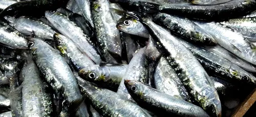 " La Quiberonnaise " manque de bras  pour débuter la saison.