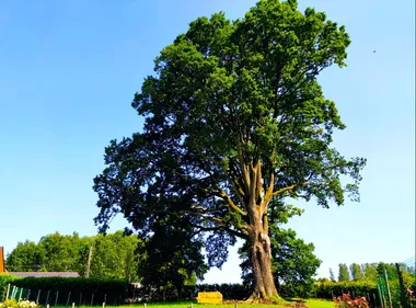 L'arbre en fête au Domaine de la Hardouinais