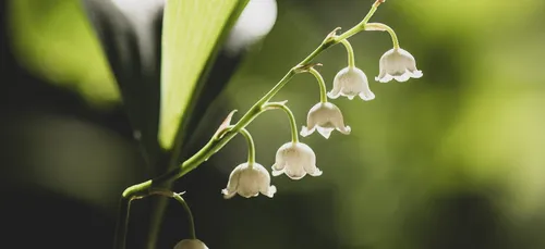 1er Mai. La vente de muguet autorisée, sous certaines conditions