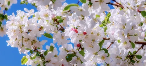 Le marché de la fleur d'été aura bien lieu à Quimper.