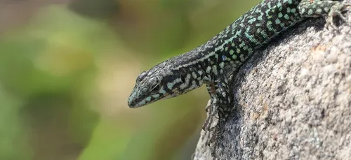 Le lézard vert retarde le démarrage d'un lotissement à Quimper.