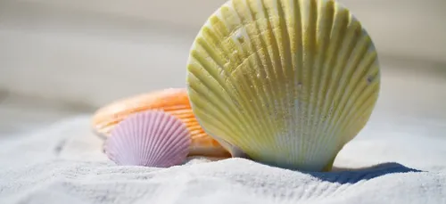 De nouveaux naissains de coquilles Saint Jacques pour le Morbihan.