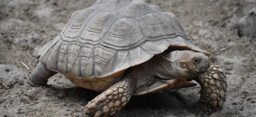 Le parc animalier de Branféré rouvre ses portes !