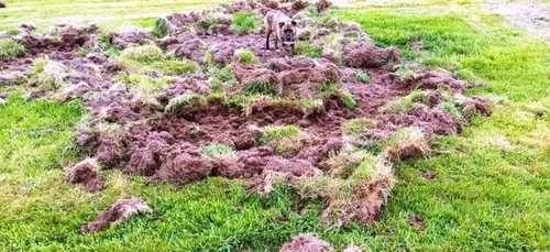 Saccages de sangliers à Plobannalec-Lesconil.