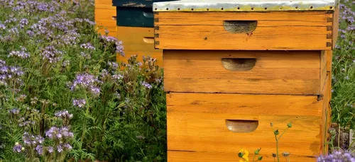 Des abeilles envahissent Larmor-Plage.