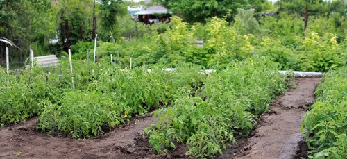 Plutôt que de jeter, des producteurs partagent leurs plants invendus.