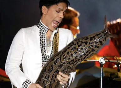 Les plus beaux solos de limace en photos