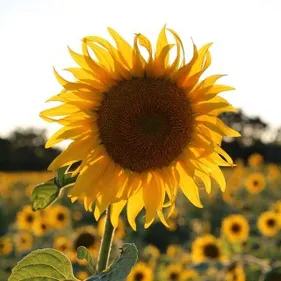 OÜI FM en numérique à Marseille et Aix