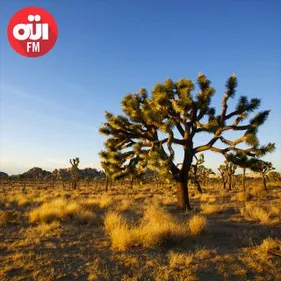 Envolez-vous pour la Californie avec Sex, Bob & Rock'N'Roll !