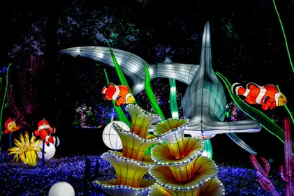 Partez à la découverte du Zoo Safari de Thoiry : les lumières sauvages