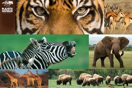 Mois de Mai Spécial "Planète Sauvage" ! Gagnez vos invitations et...