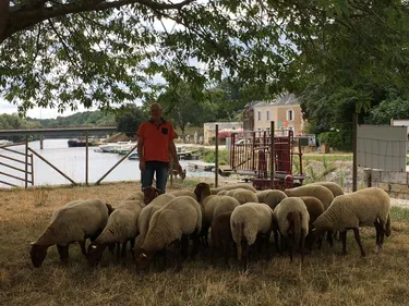 Grez-Neuville. L’éco-pâturage pour entretenir vos jardins
