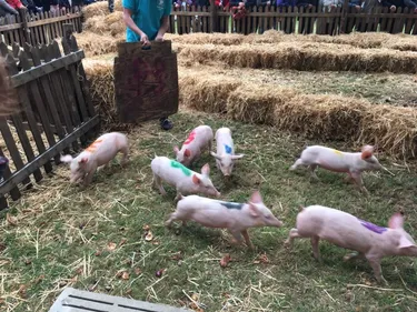 Les cochons défient le mauvais temps à Ste Gemmes d'andigné