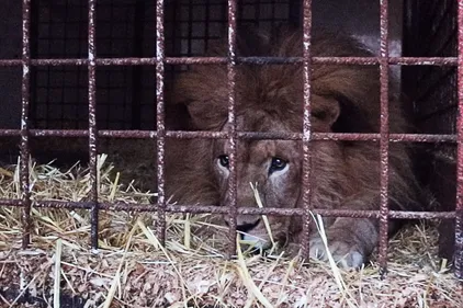 Segré. Le Lion Simba saisi par le Refuge de l’Arche