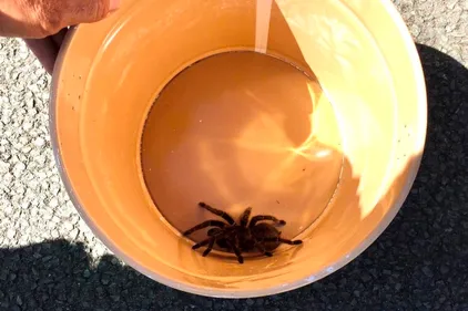 Insolite. Une mygale saisie à la mairie de Montreuil-Juigné