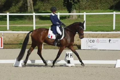 Le Mondial du Lion ouvre ses box ! 